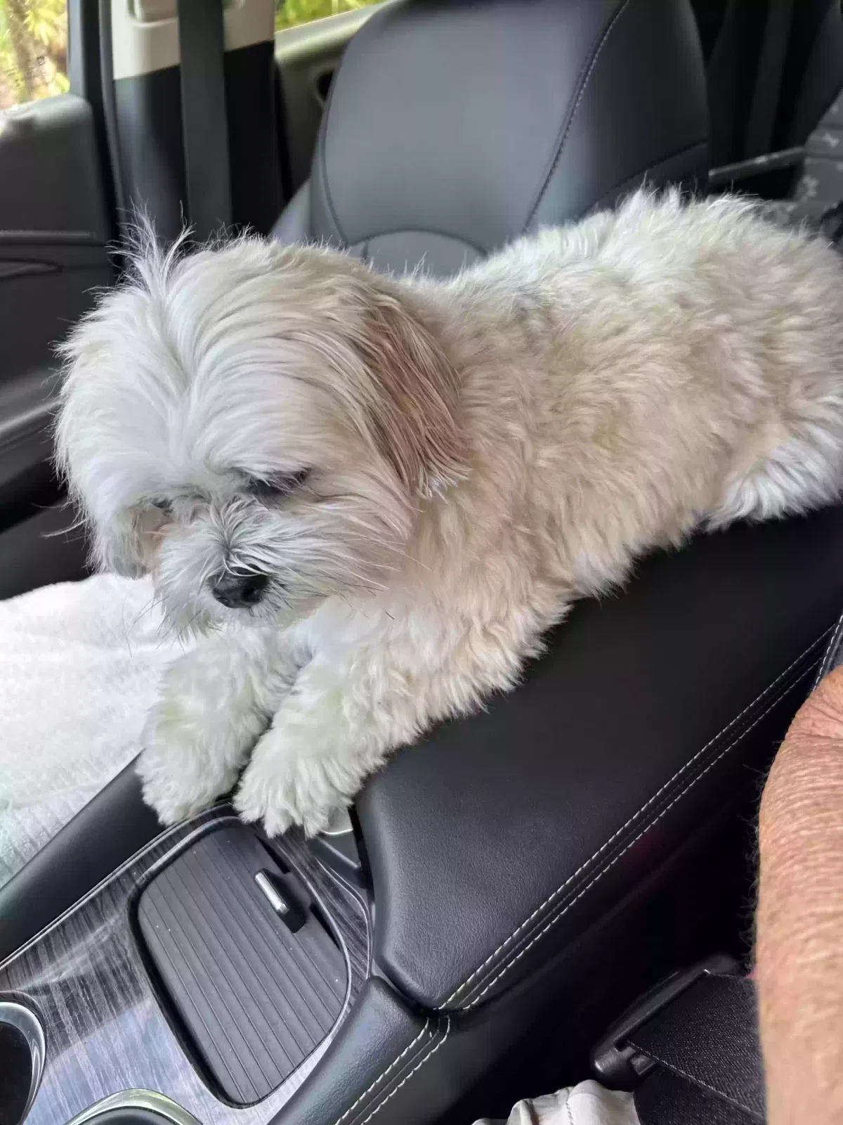 Lost dog in Fort Myers, FL, 33919