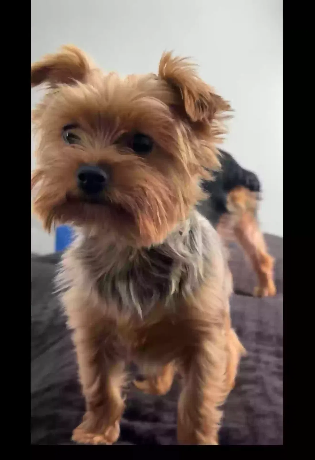 Lost dog in Charlotte, NC, 28216