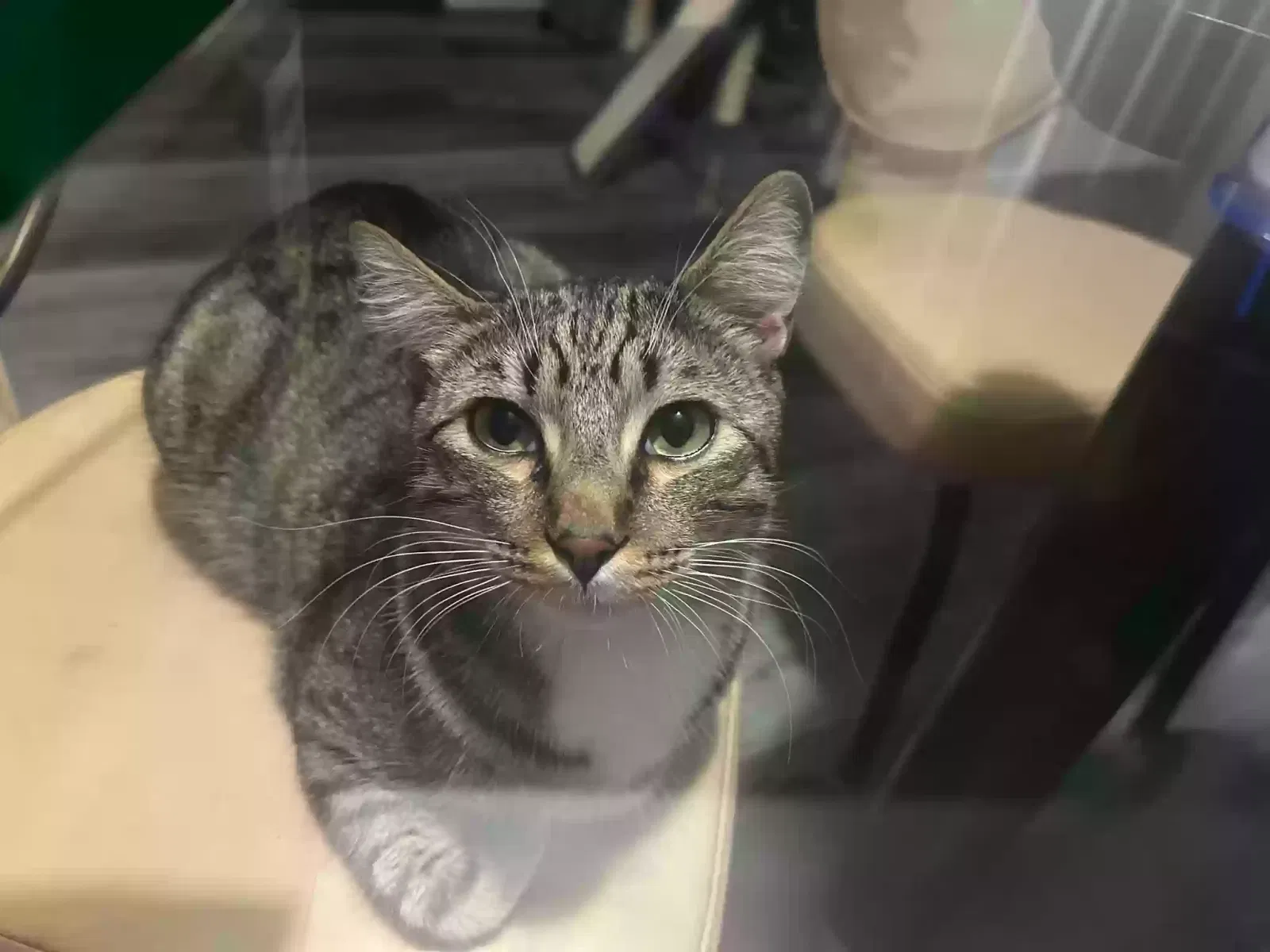 Lost cat in Las Vegas, NV, 89104
