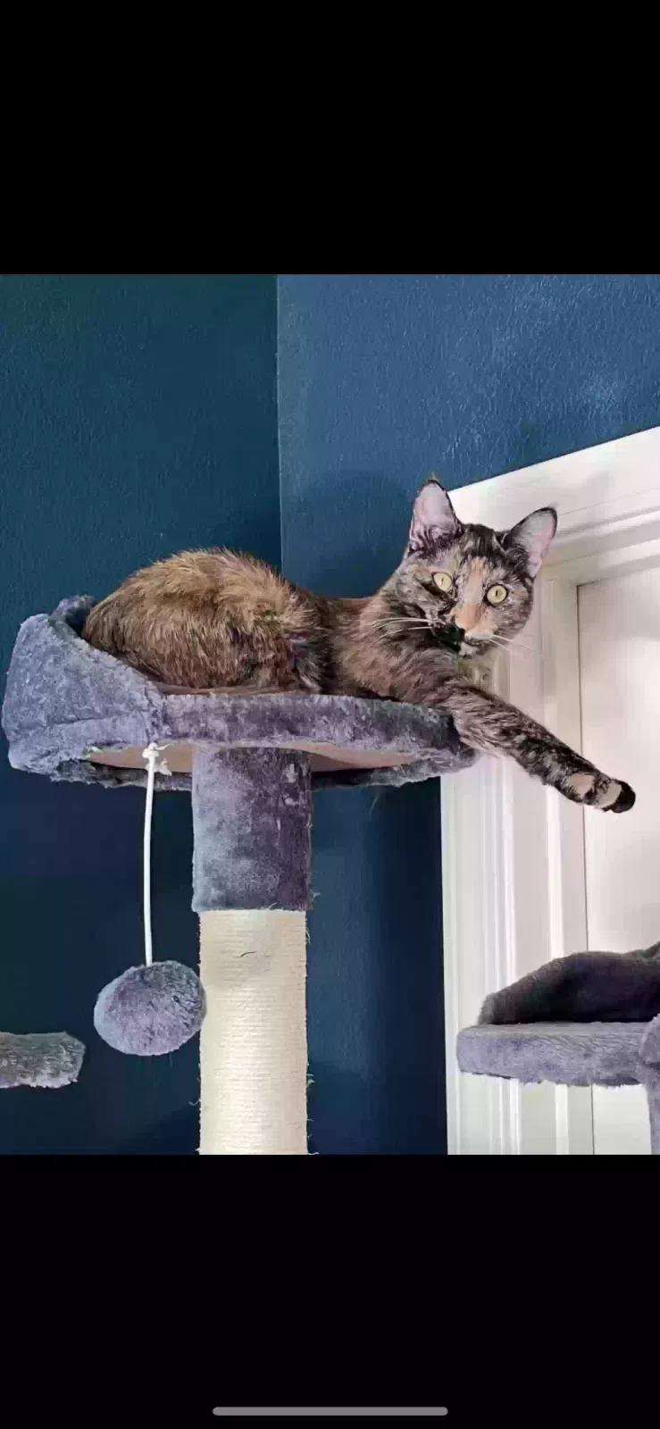 Lost cat in Auburn, CA, 95603