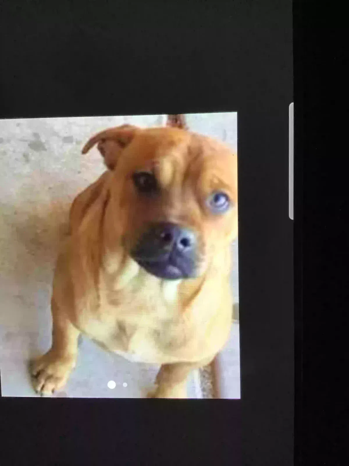 Lost dog in Phoenix, AZ, 85020