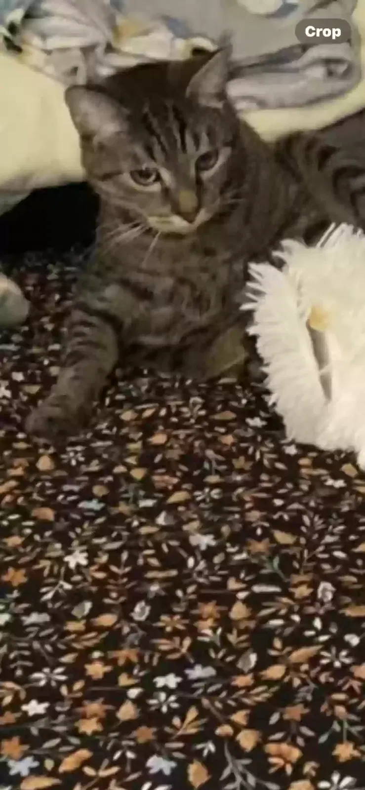 Lost cat in Whittier, CA, 90606