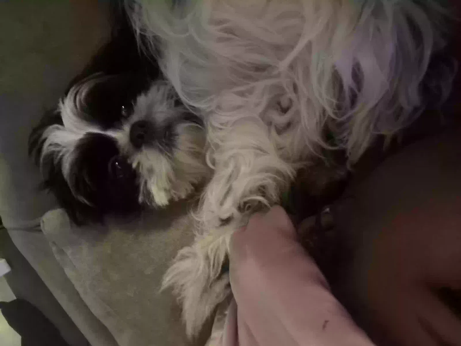 Lost dog in Elm City, NC, 27822