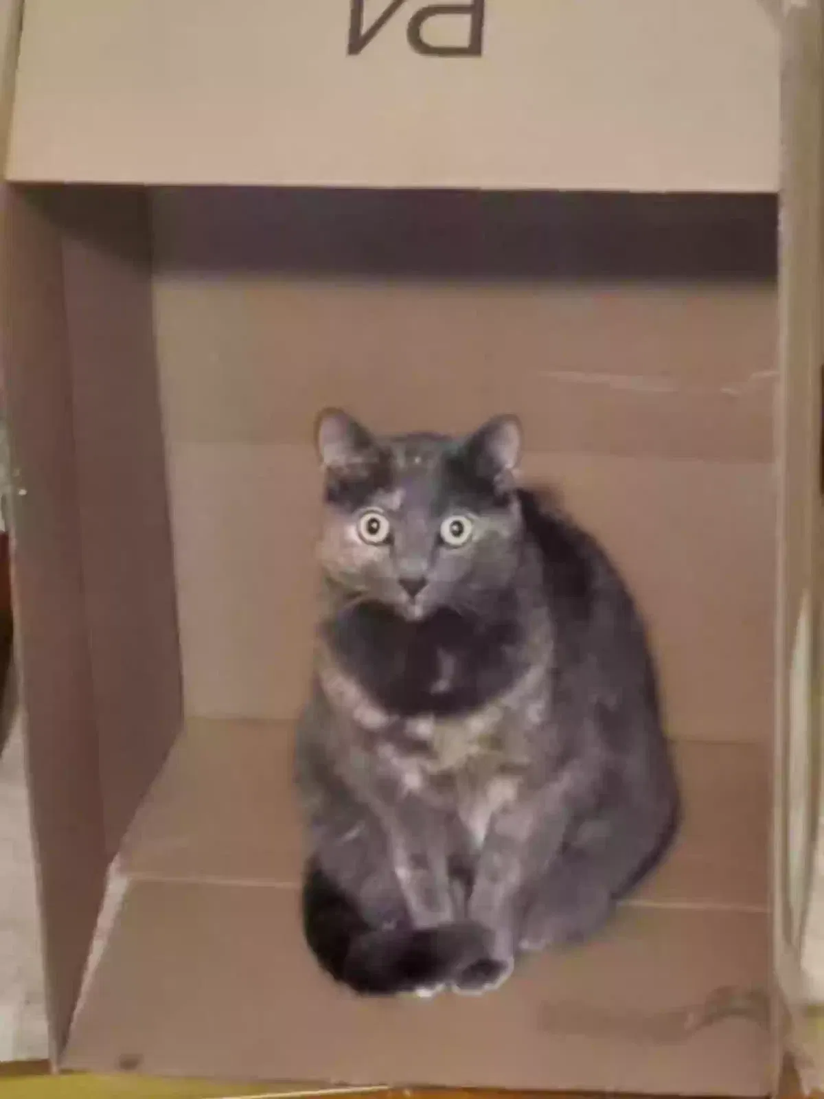 Lost cat in New Port Richey, FL, 34654