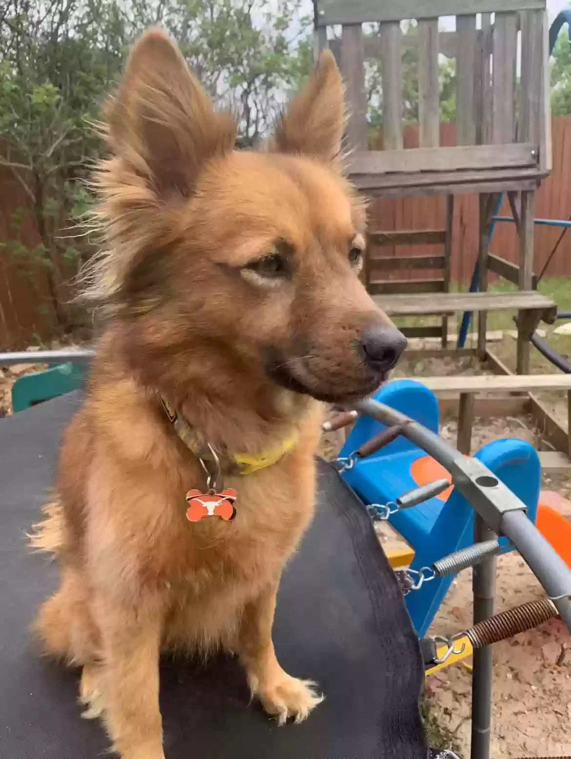 Lost dog in San Antonio, TX, 78232