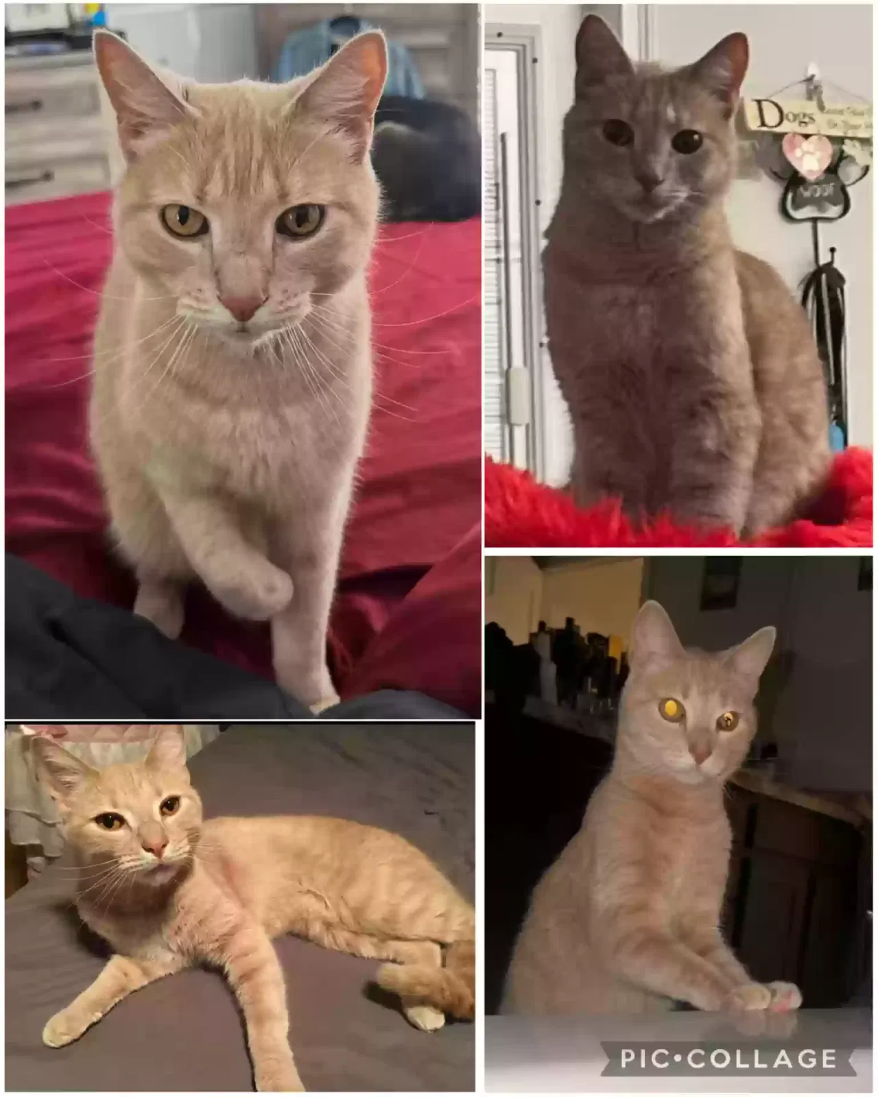 Lost cat in Hudson, FL, 34667