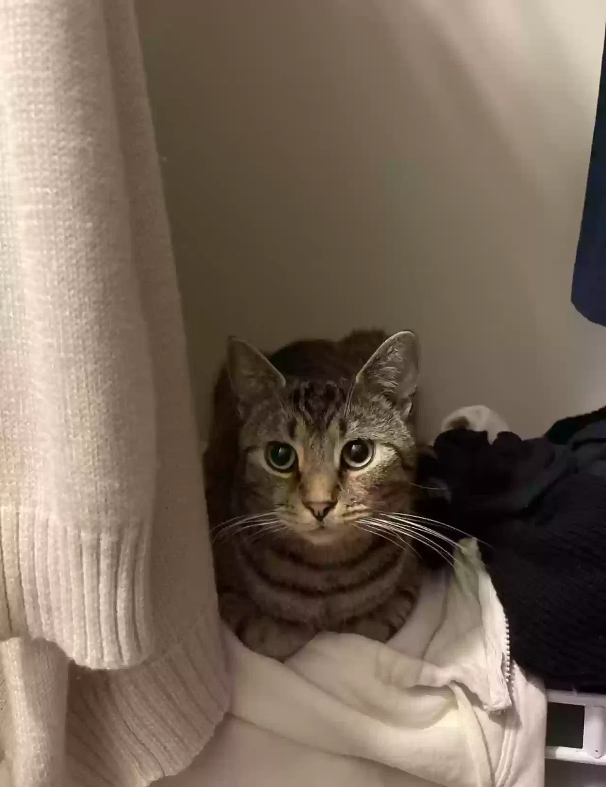 Lost cat in Dublin, OH, 43016