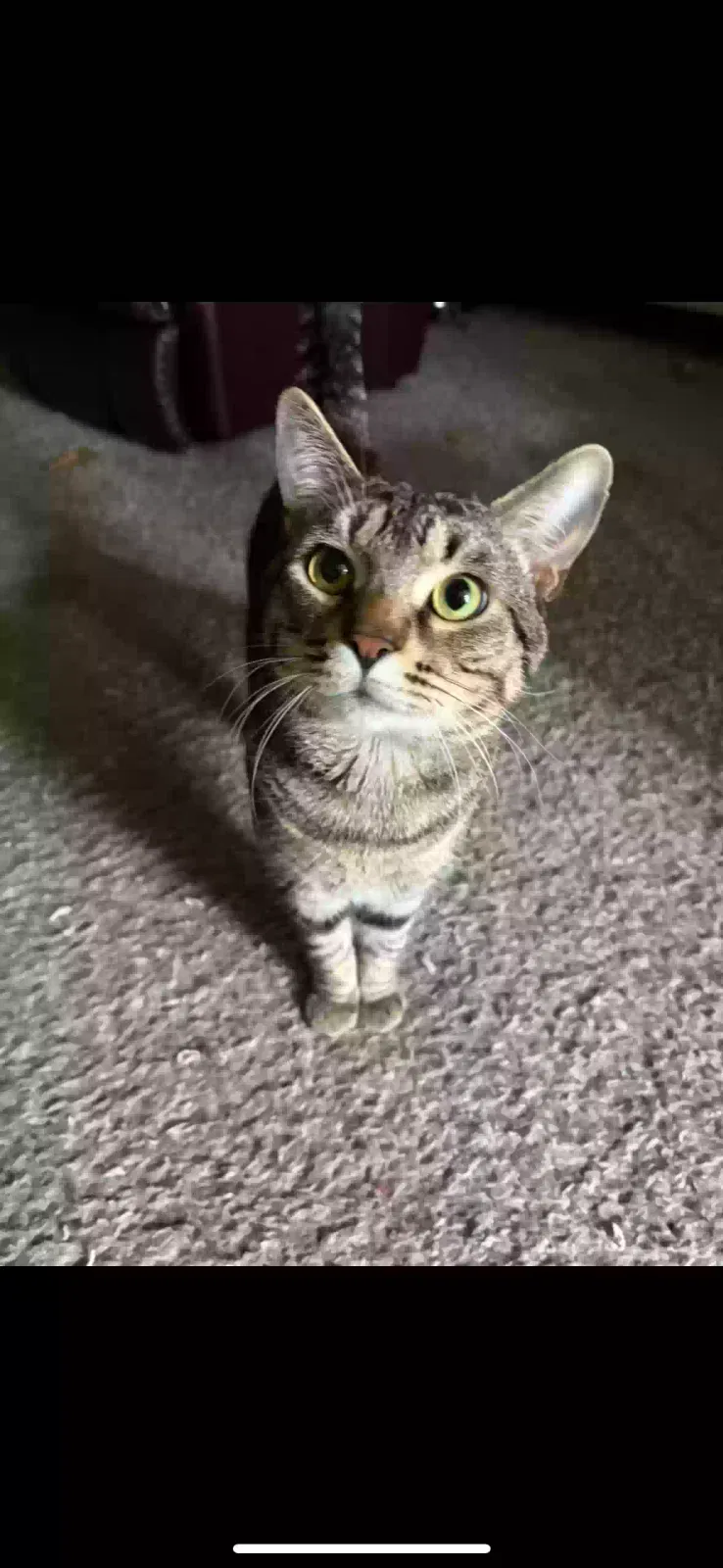 Lost cat in Deerfield Beach, FL, 33441
