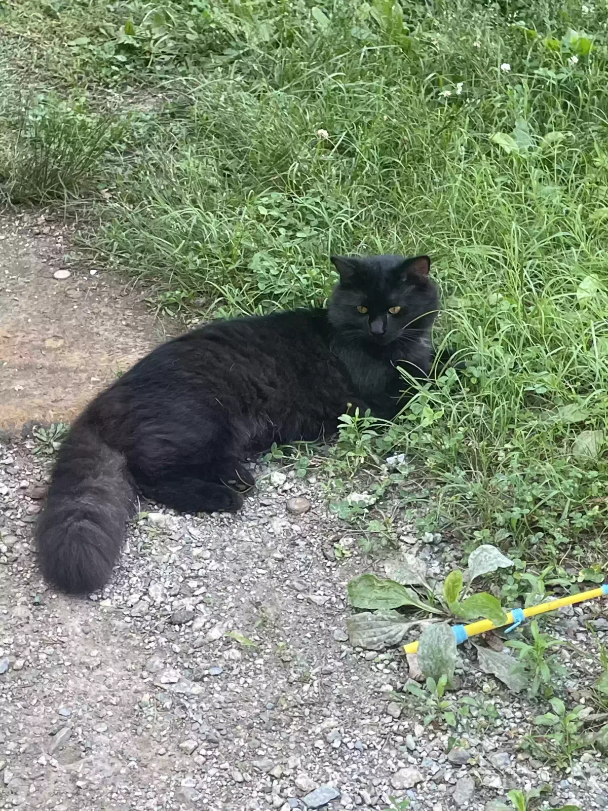 Lost cat in Greensboro, NC, 27405