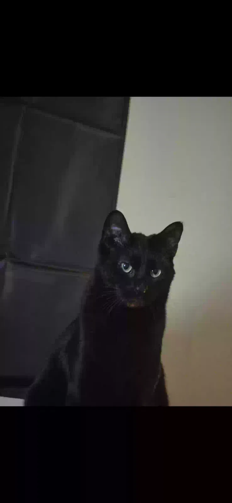 Lost cat in Chattanooga, TN, 37411