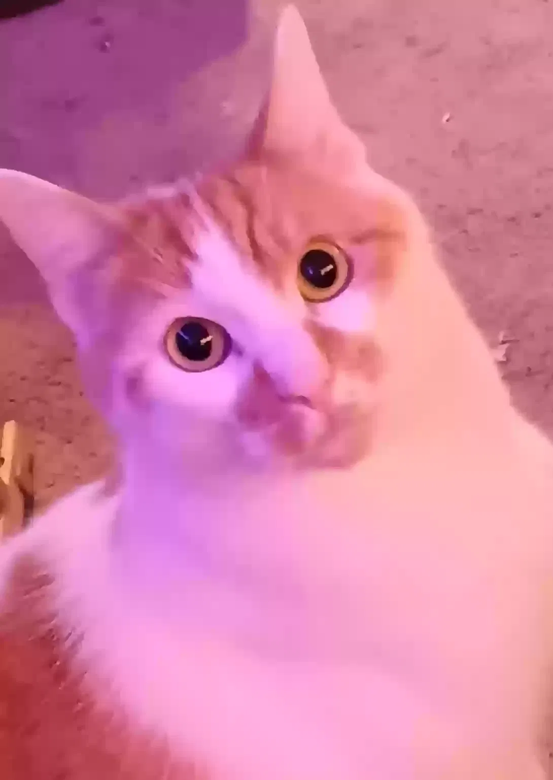 Lost cat in Portland, OR, 97230