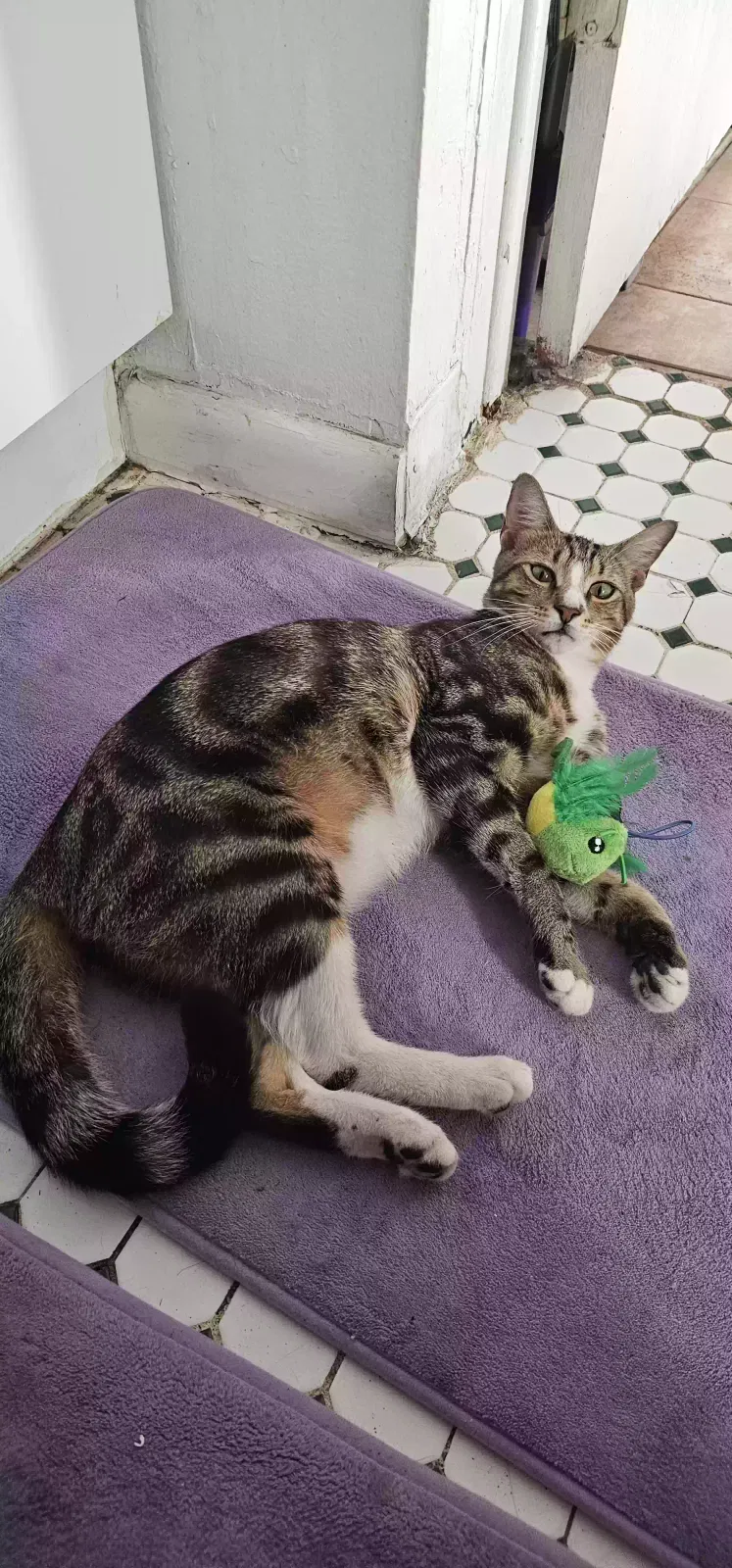 Lost cat in Hollywood, FL, 33023