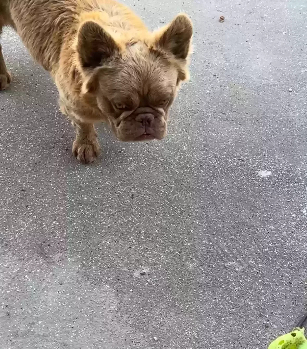 Lost dog in Livingston, CA, 95334