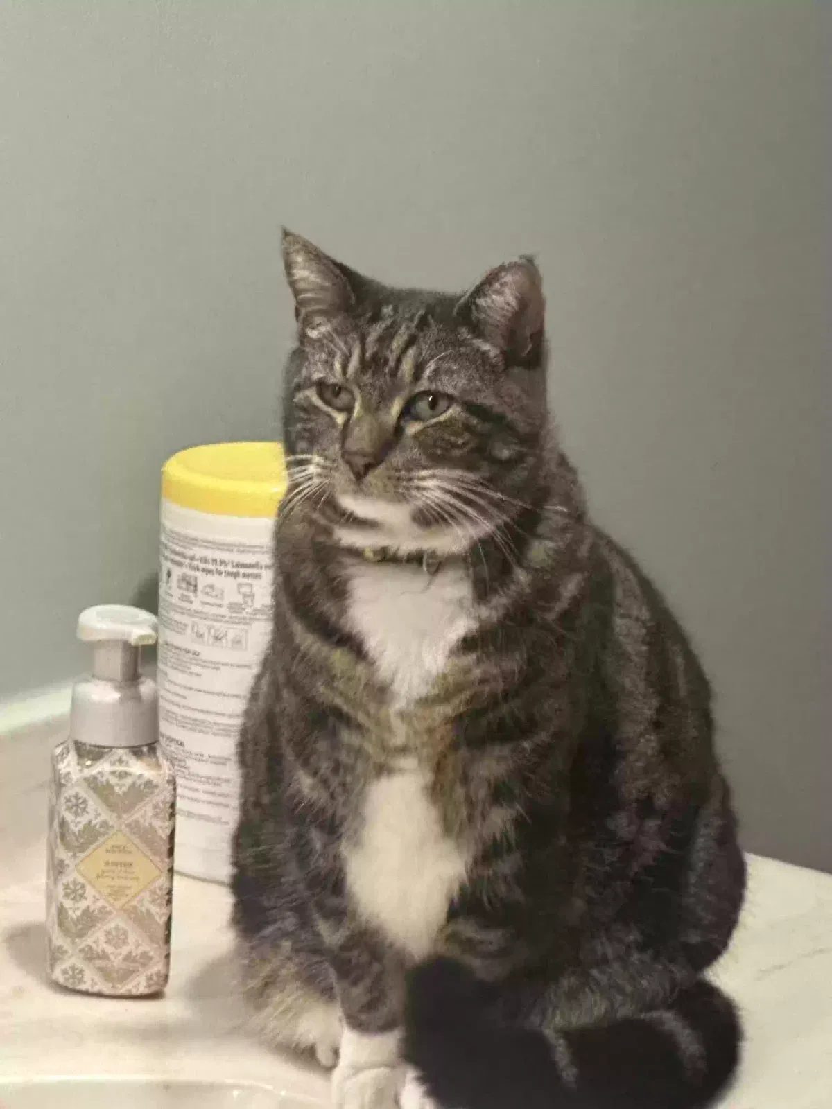 Lost cat in Norcross, GA, 30092