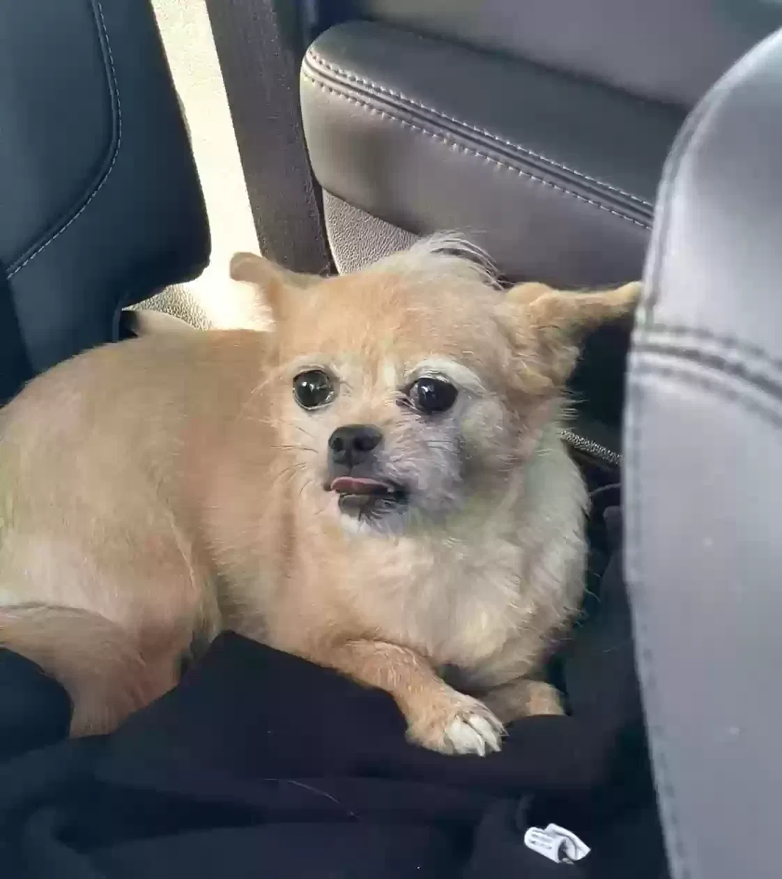 Lost dog in Tonopah, AZ, 85354