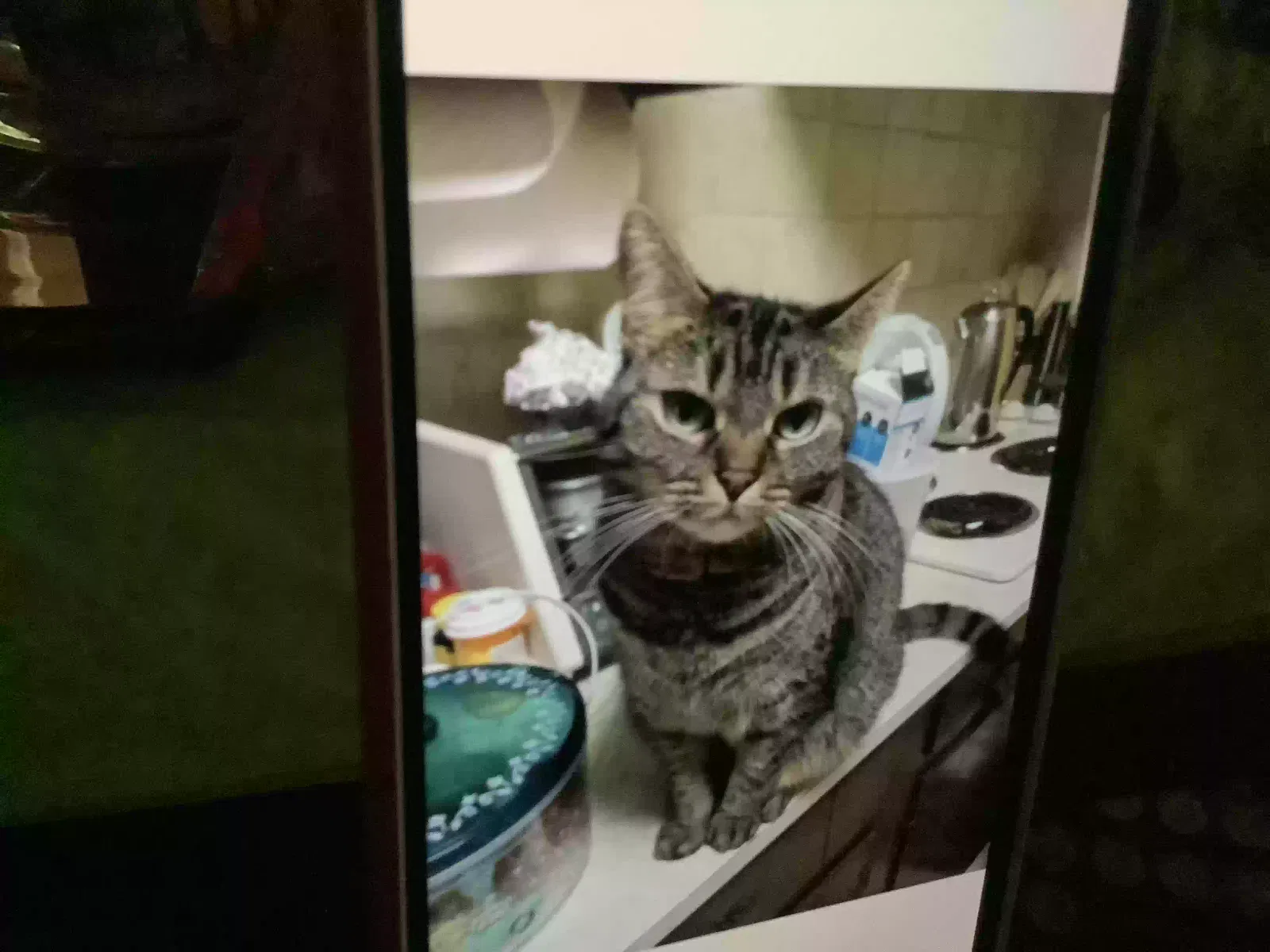Lost cat in East Setauket, NY, 11733