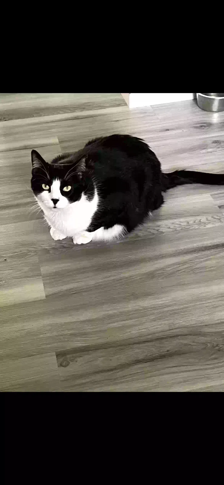 Lost cat in Houston, TX, 77034
