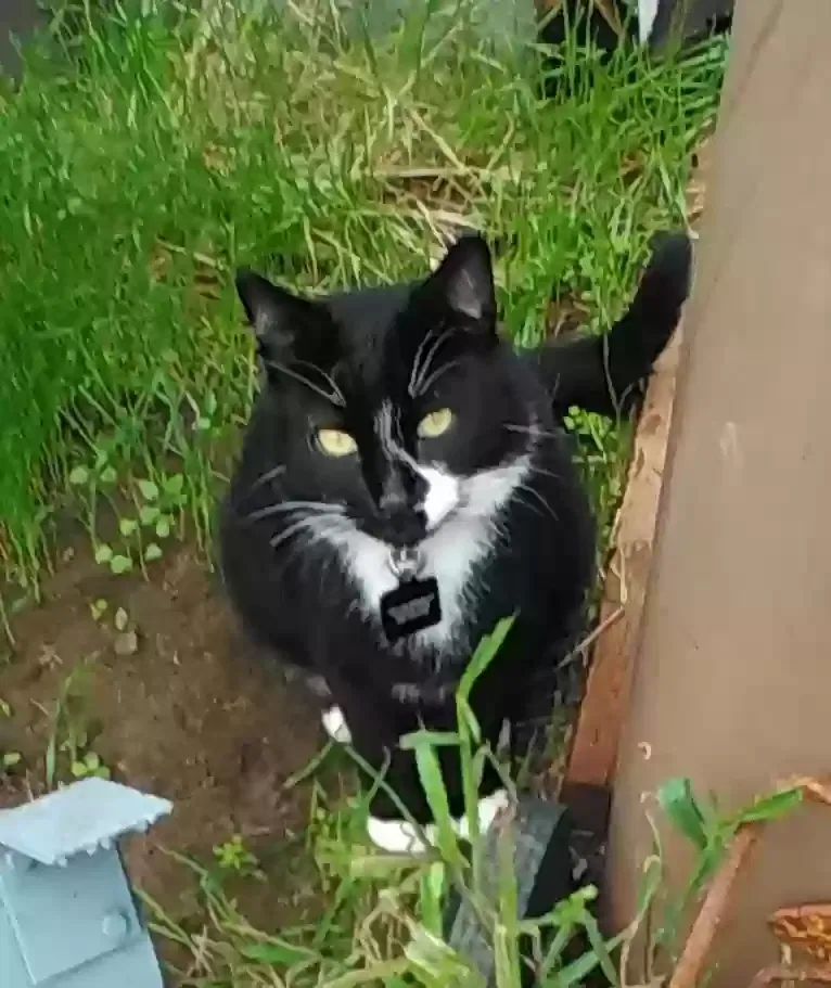 Lost cat in Lodi, CA, 95240