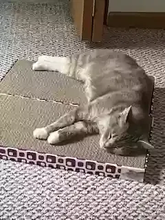 Lost cat in Meadville, PA, 16335