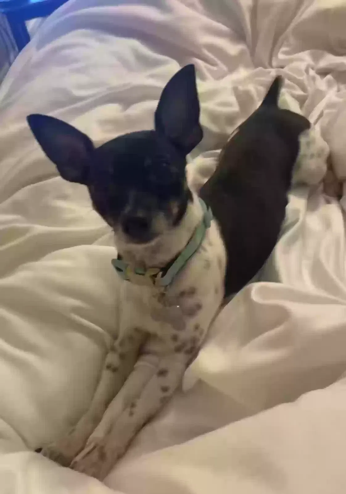 Lost dog in Ville Platte, LA, 70586