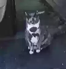 Lost cat in Dorena, OR, 97434