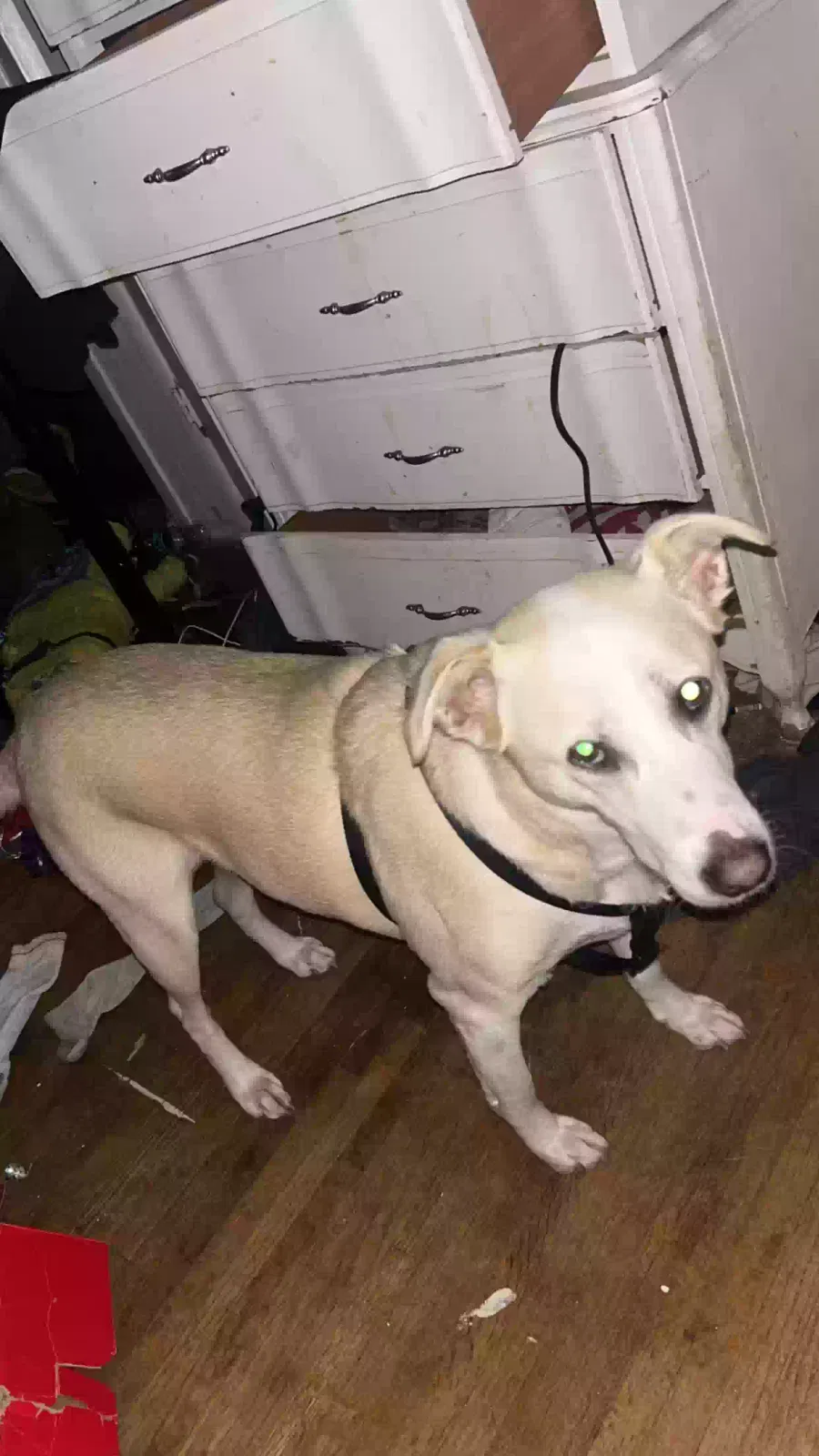 Lost dog in Arlington, TX, 76010