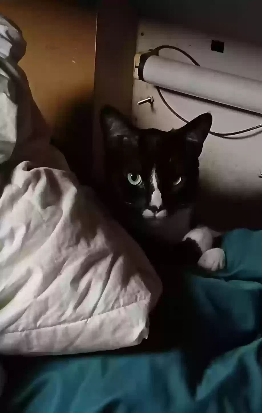 Lost cat in Maryland Heights, MO, 63043