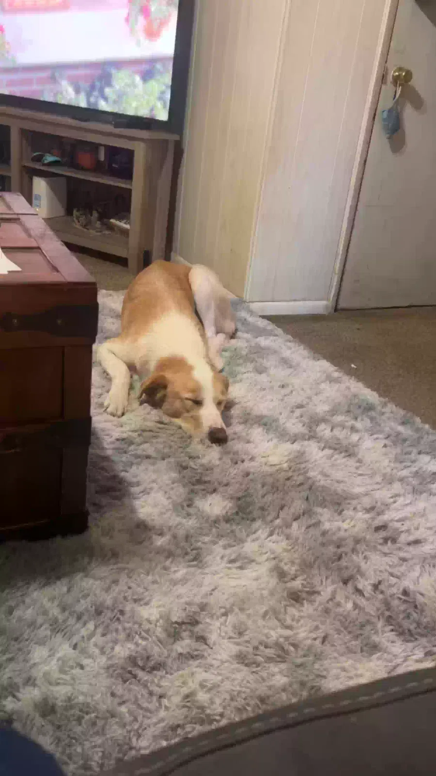 Lost dog in Arlington, TX, 76010