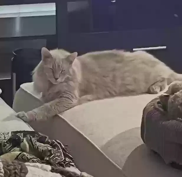 Lost cat in North Richland Hills, TX, 76182