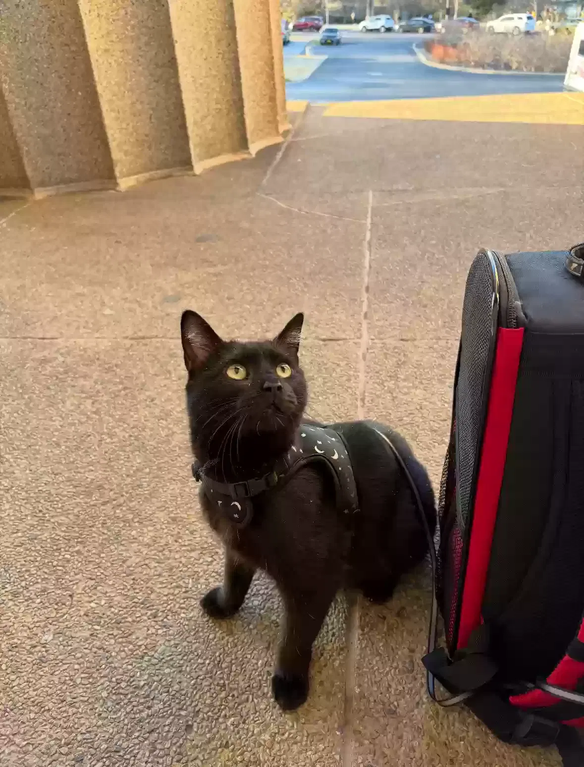 Lost cat in Nashville, TN, 37210