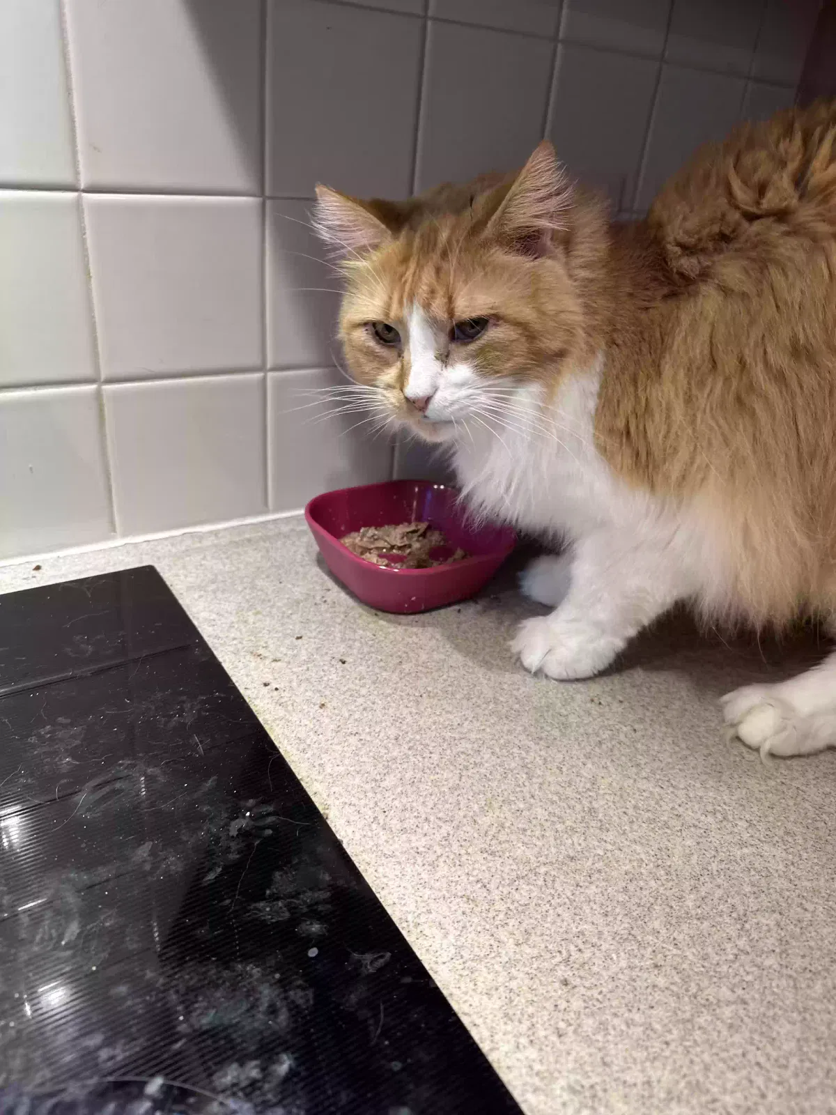 Lost cat in Titusville, NJ, 8560