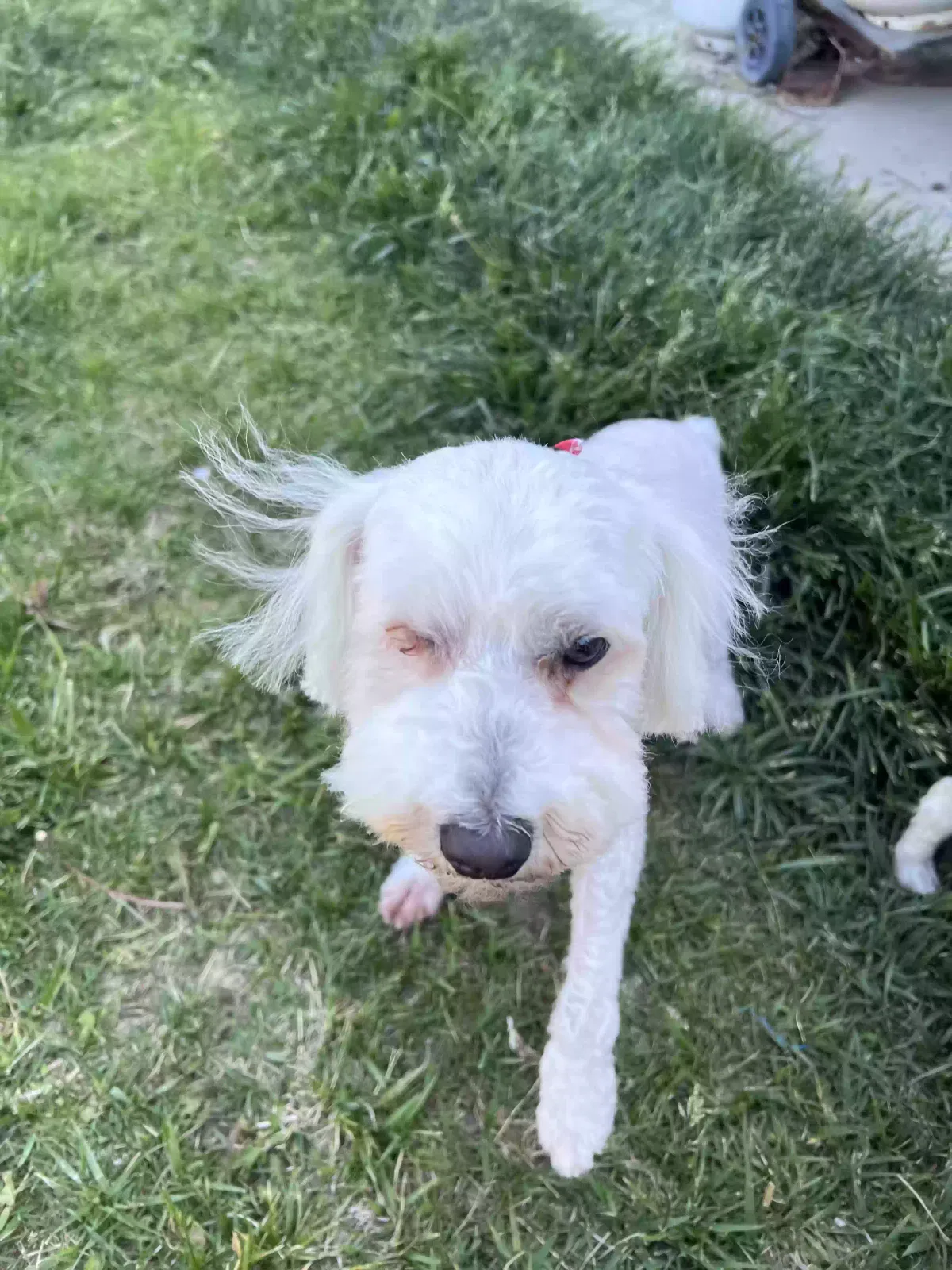 Lost dog in Palmdale, CA, 93550