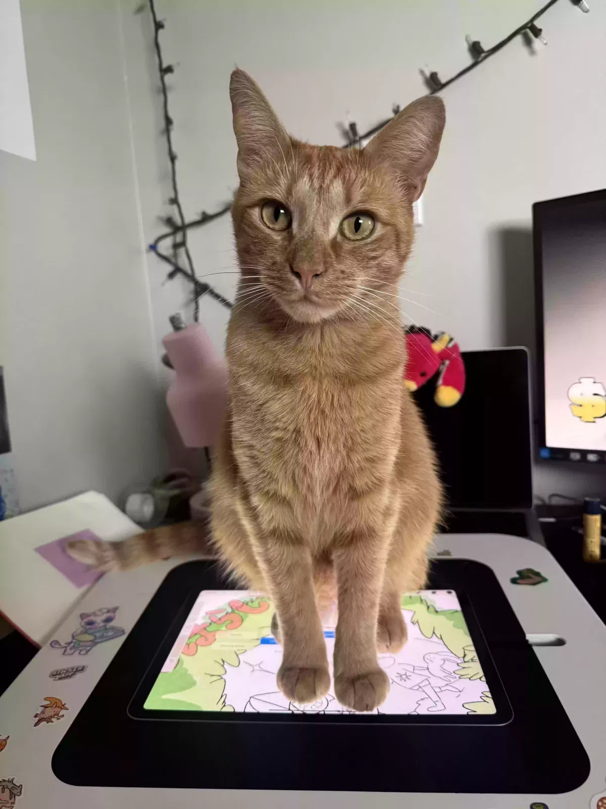 Lost cat in Torrance, CA, 90503