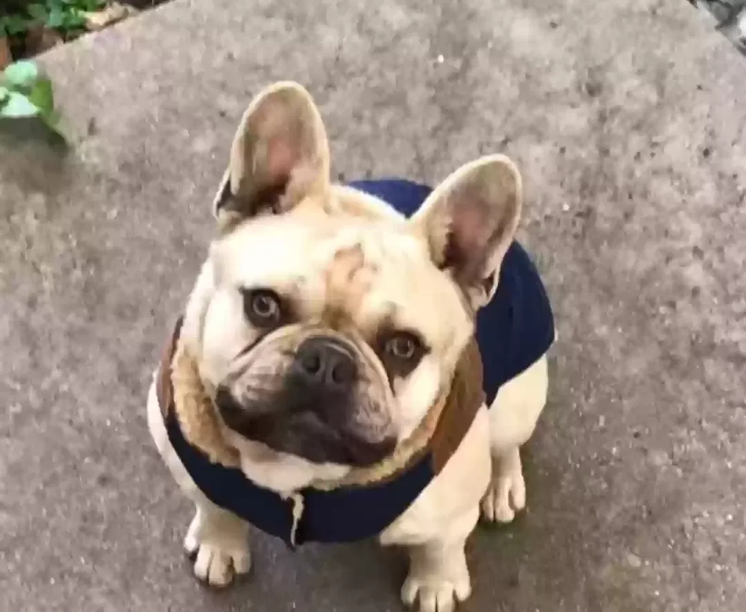 Lost dog in San Lorenzo, CA, 94580