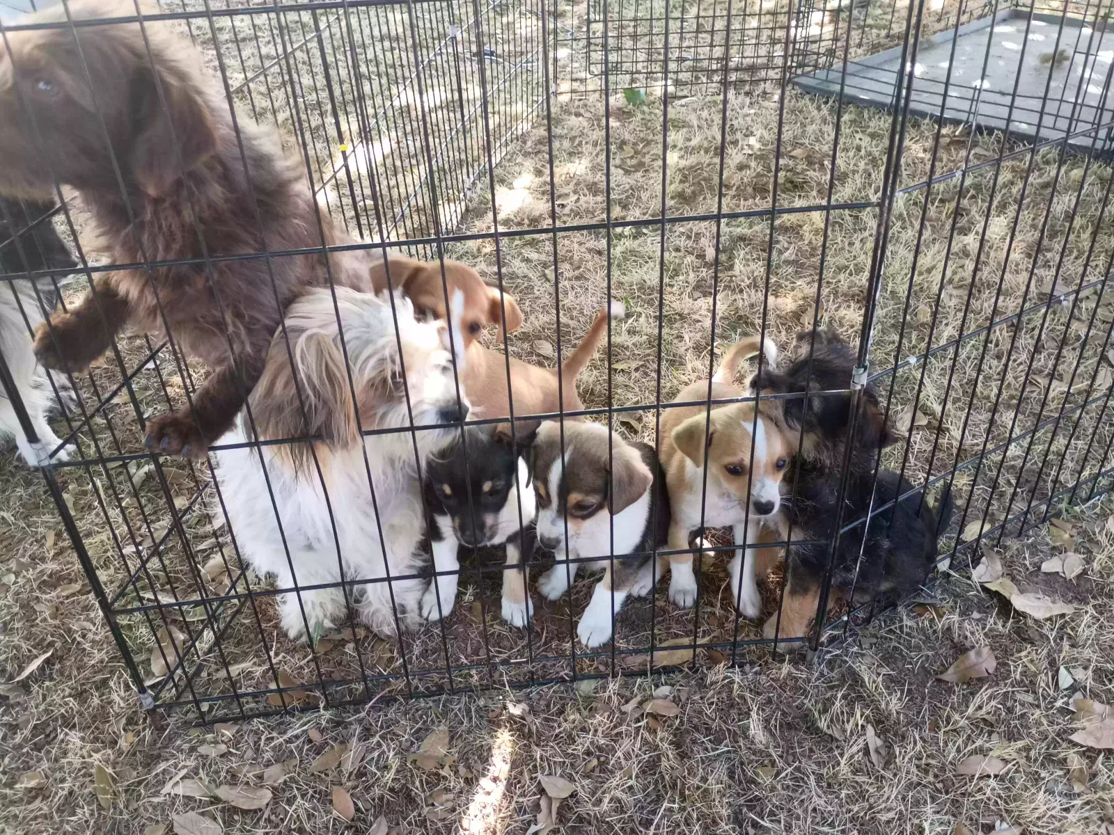 Found dog in Chowchilla, CA, 93610