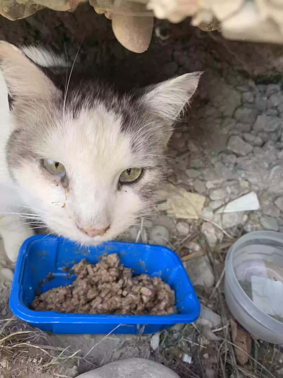Found cat in Salt Lake City, UT, 84101