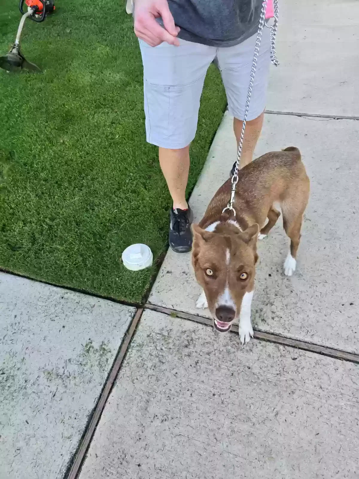 Found dog in Aledo, TX, 76008