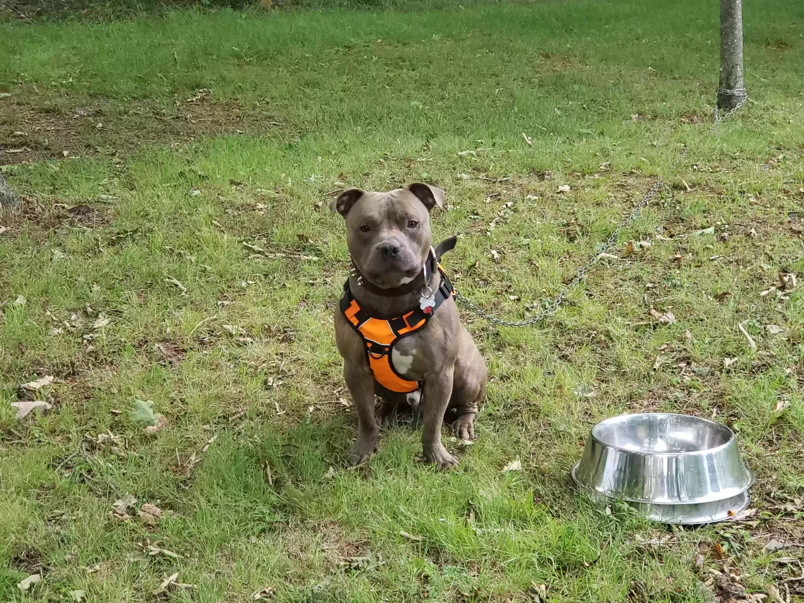 Lost dog in Scotland, PA, 17254