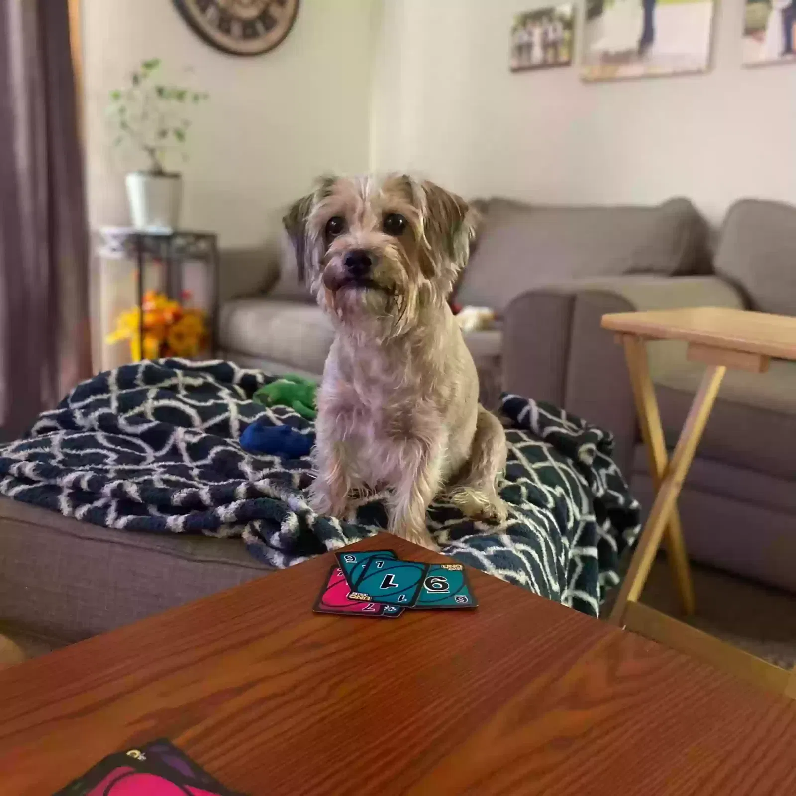 Lost dog in Wichita, KS, 67235