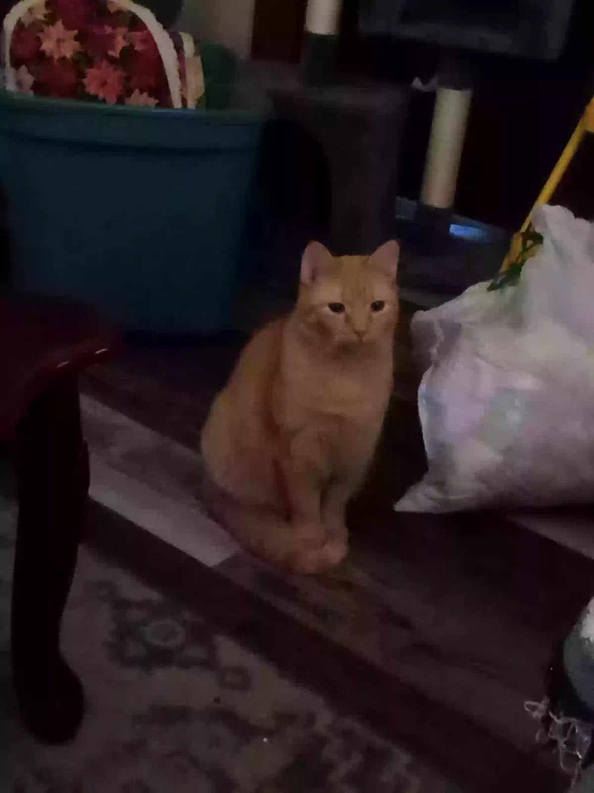 Lost cat in Hubbard, OH, 44425