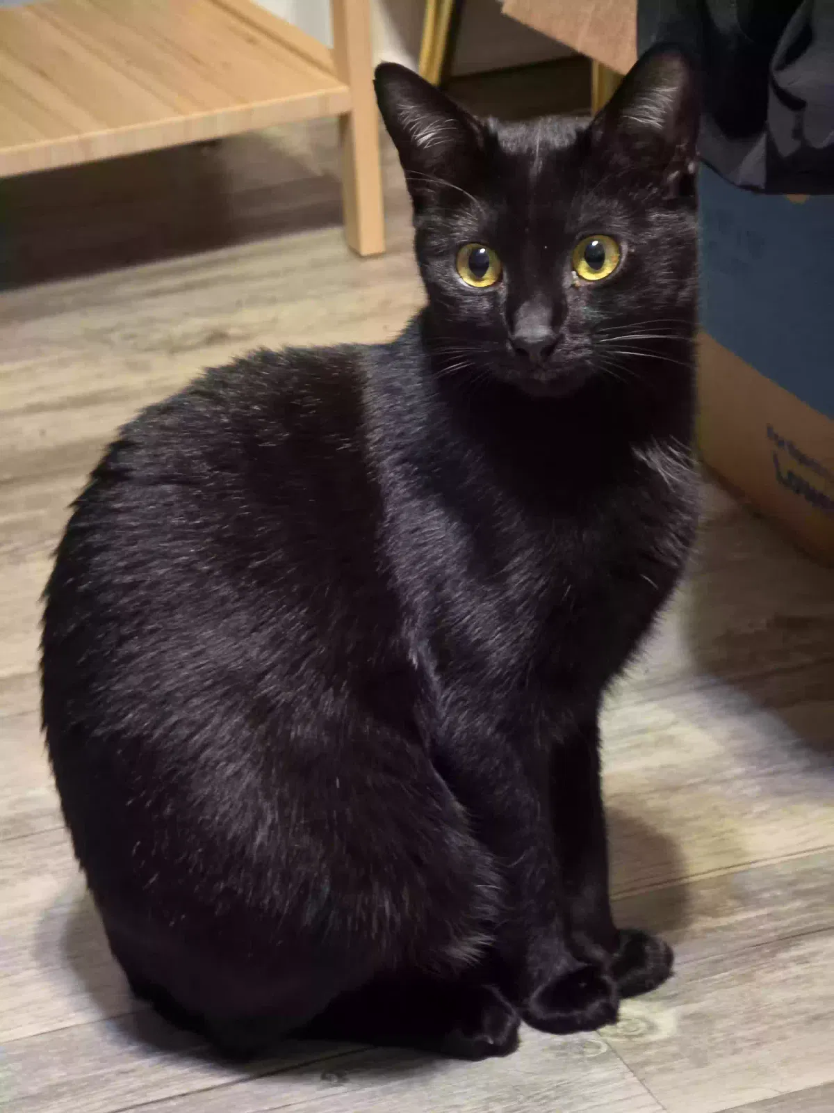 Lost cat in San Diego, CA, 92116