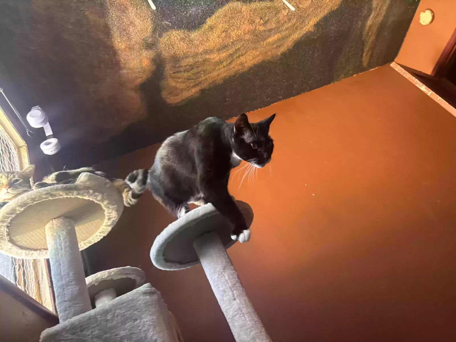 Lost cat in Gardena, CA, 90247