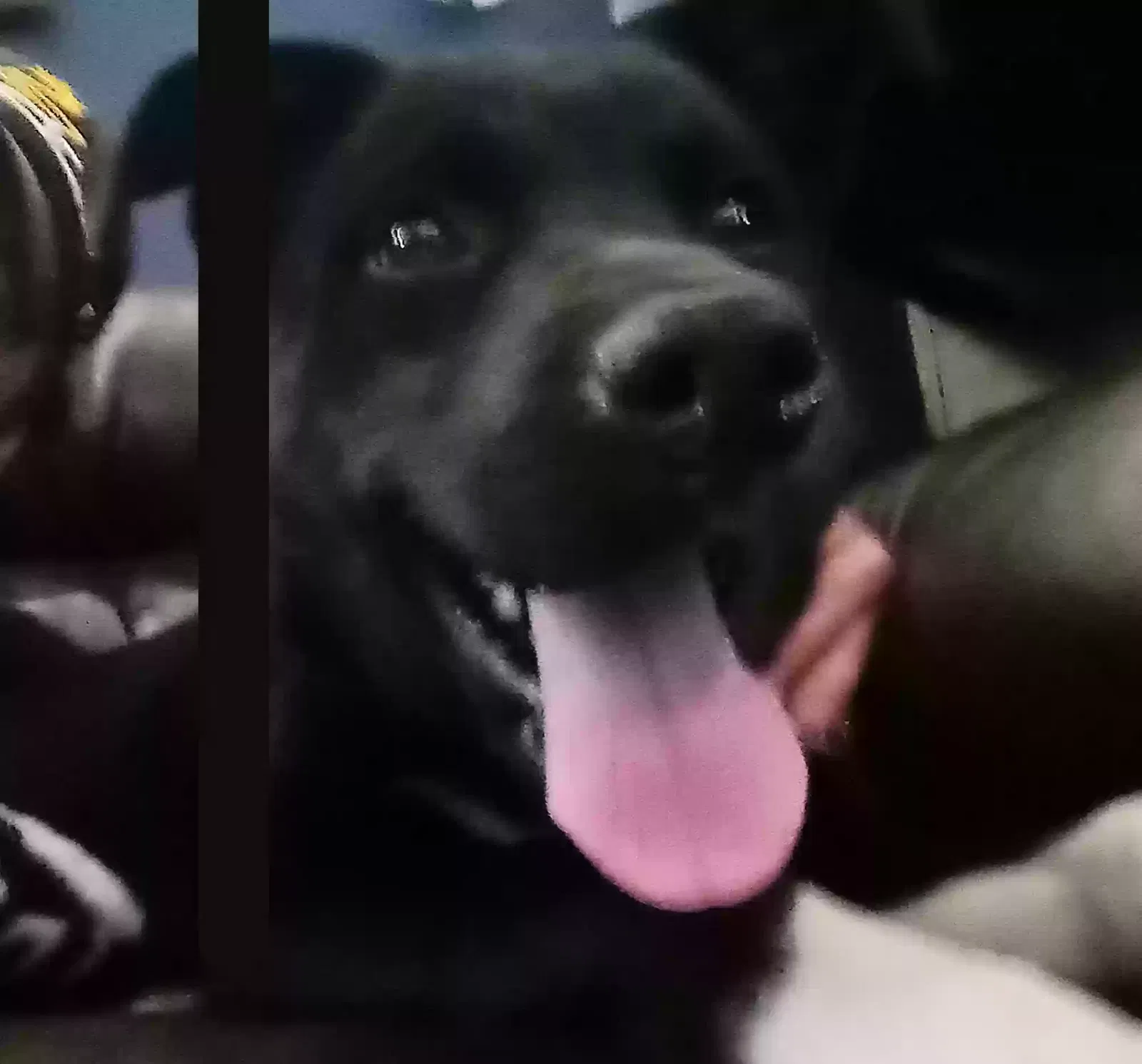 Lost dog in Baton Rouge, LA, 70816