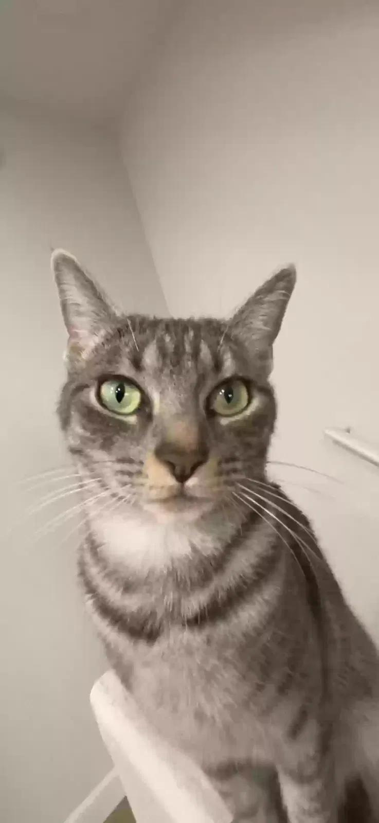 Lost cat in Glendale, AZ, 85302
