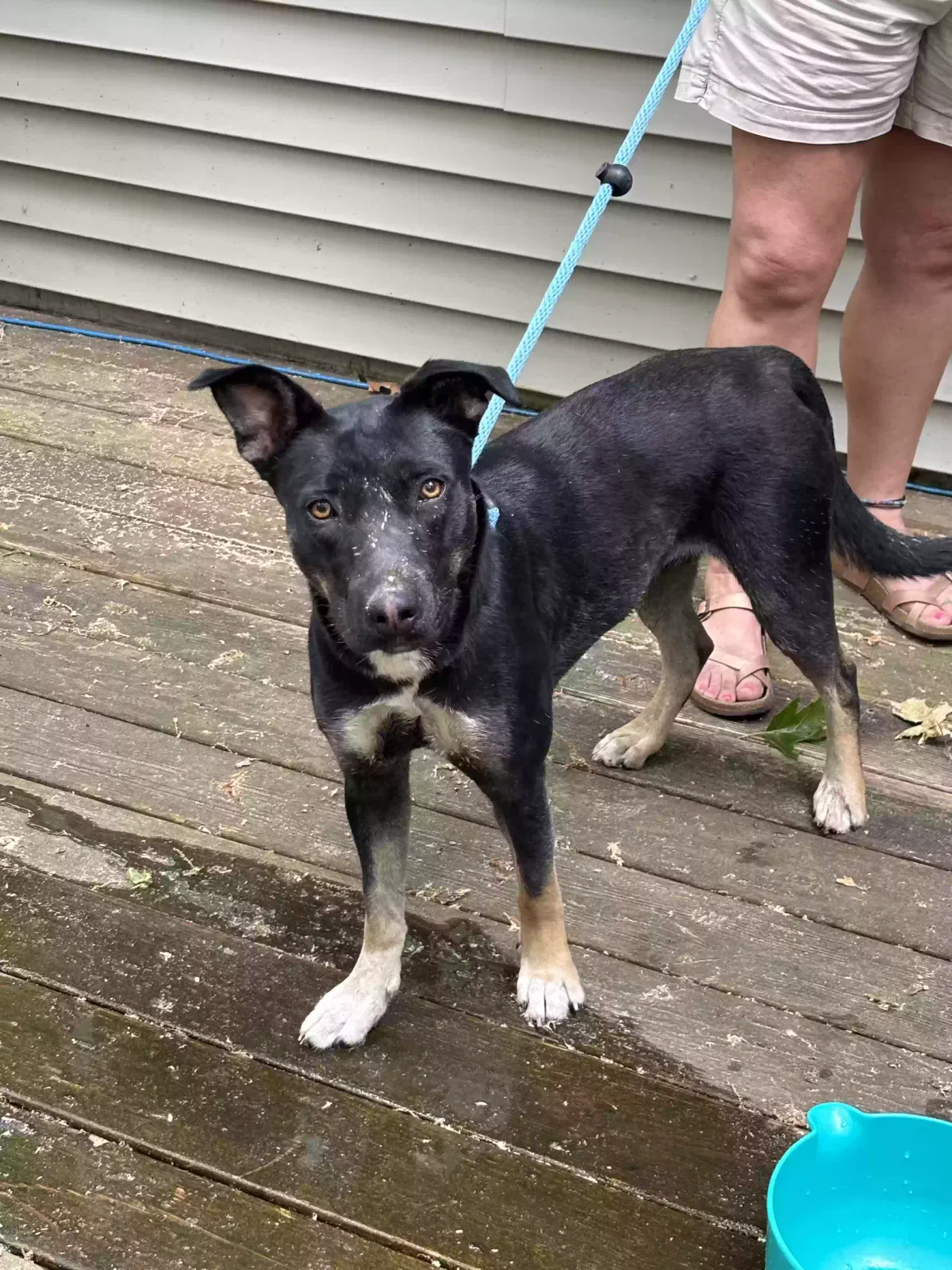 Found dog in Allegan, MI, 49010