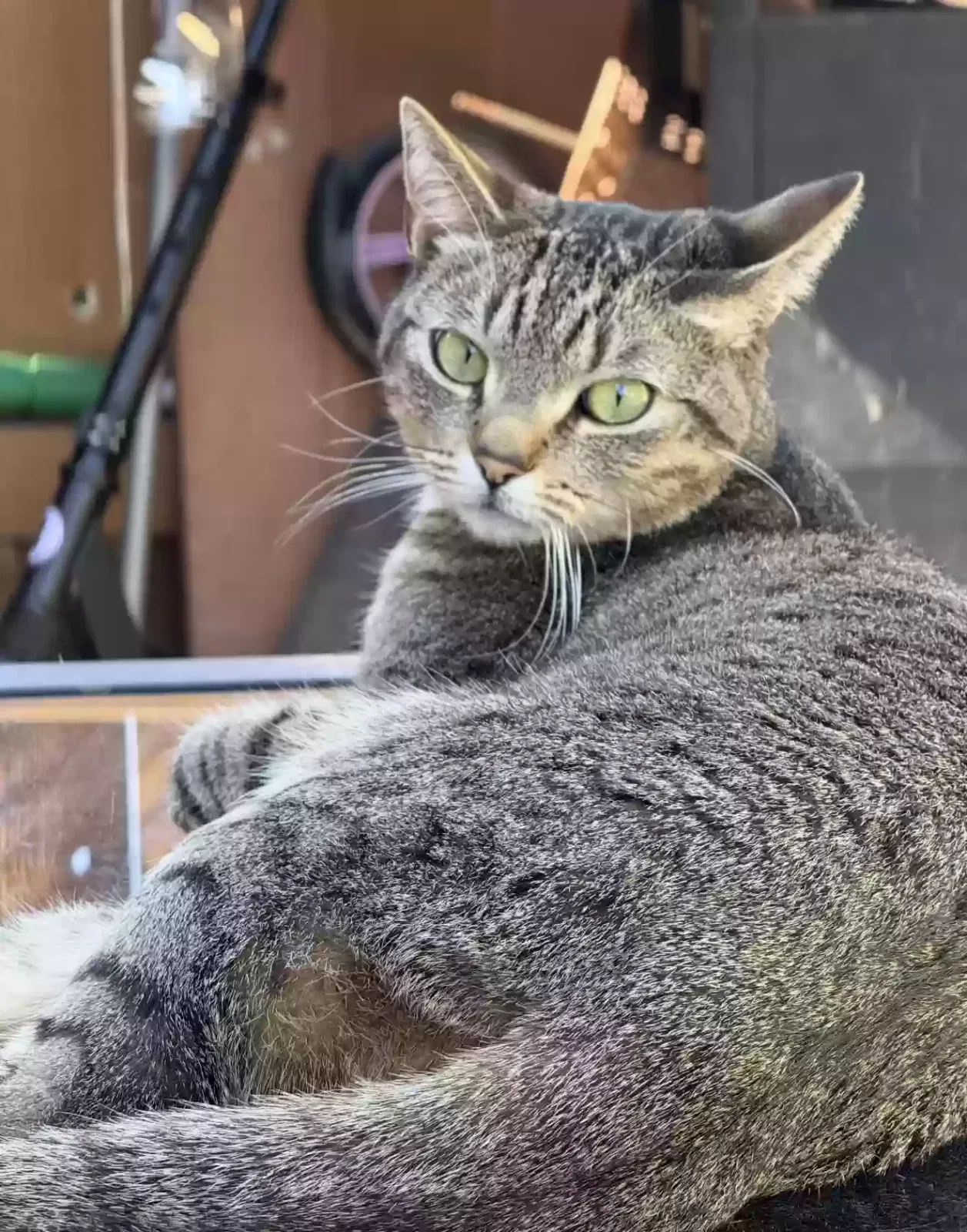 Lost cat in San Diego, CA, 92154