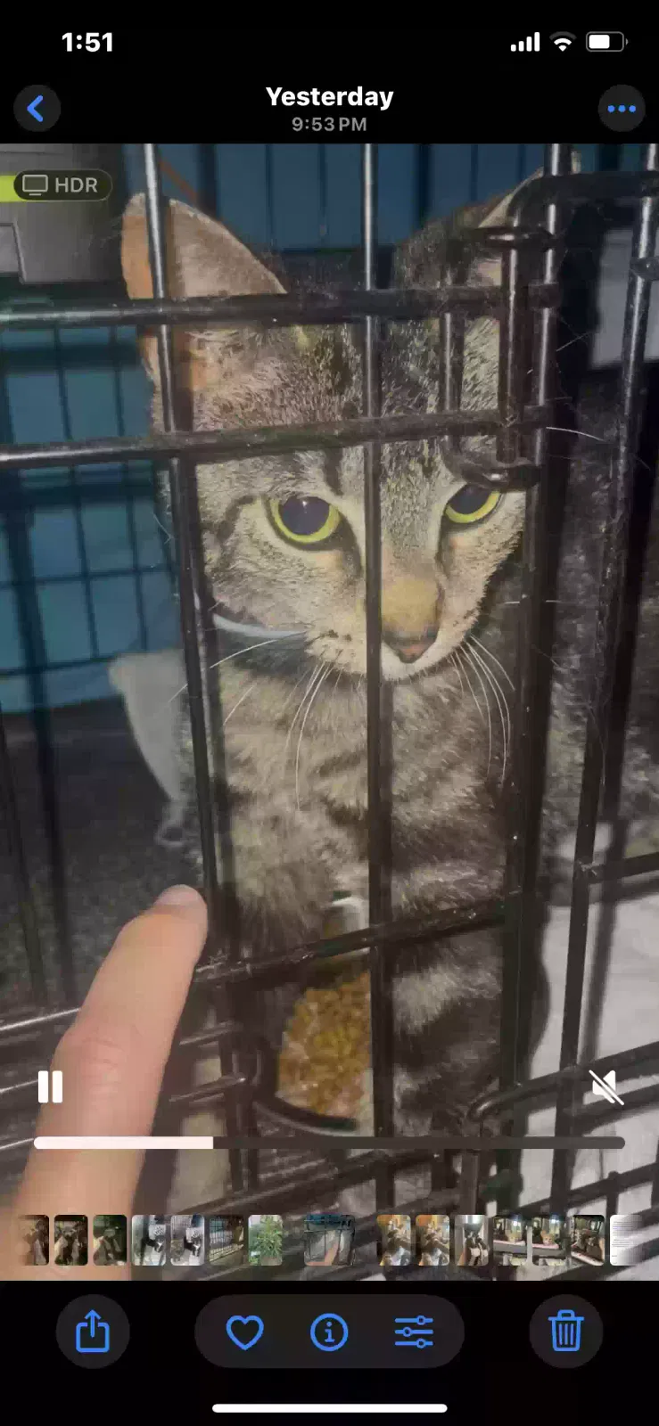 Lost cat in Farmingdale, NY, 11735