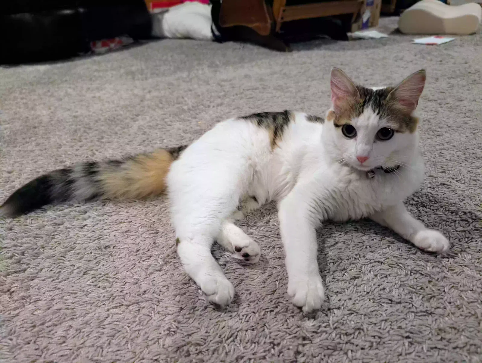 Lost cat in Visalia, CA, 93291