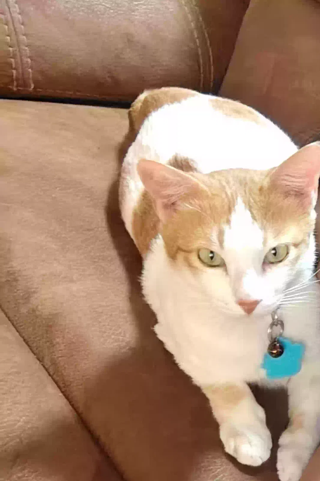 Lost cat in Los Lunas, NM, 87031