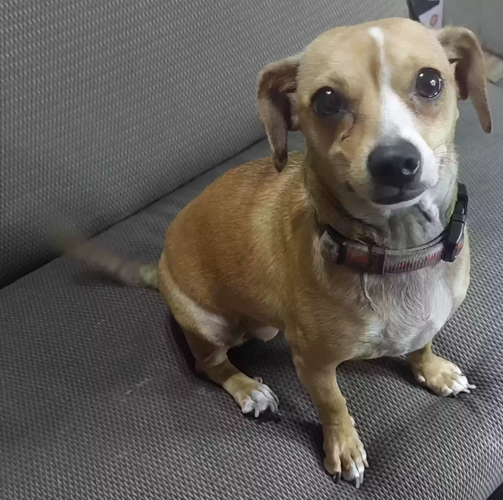 Found dog in Wilmington, CA, 90744